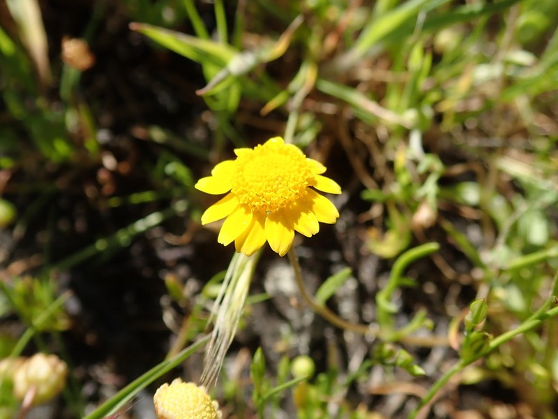 Contra Costa Goldfields photo 8