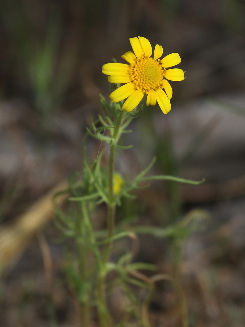 Royal Goldfields photo 4