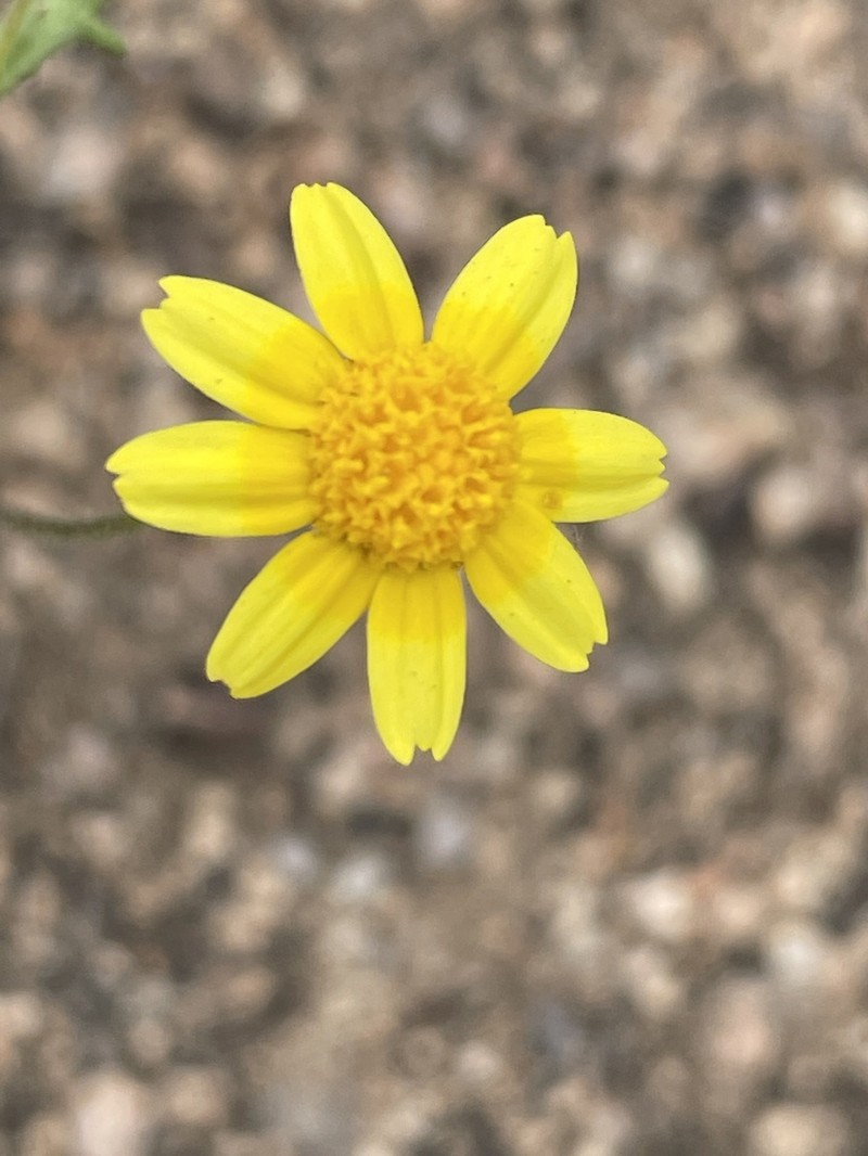Royal Goldfields photo 6