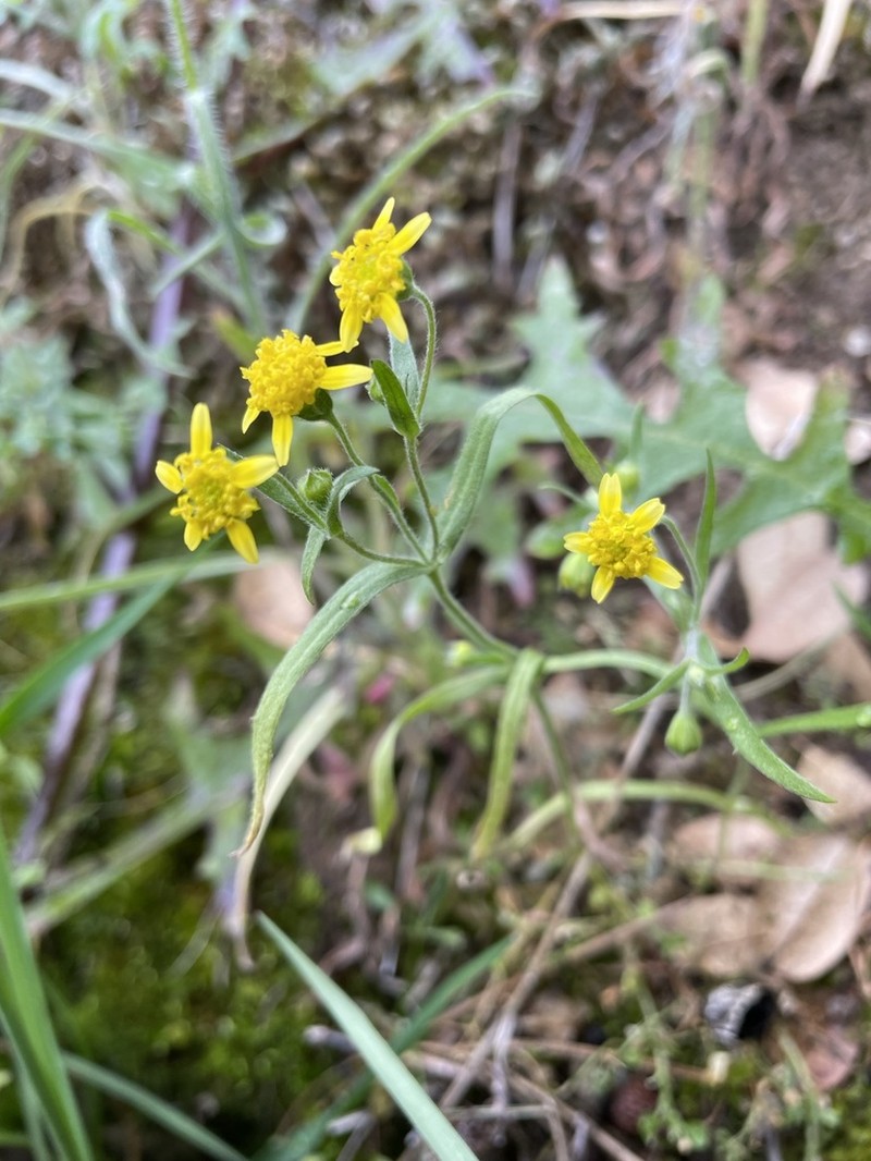 Greene's Goldfields