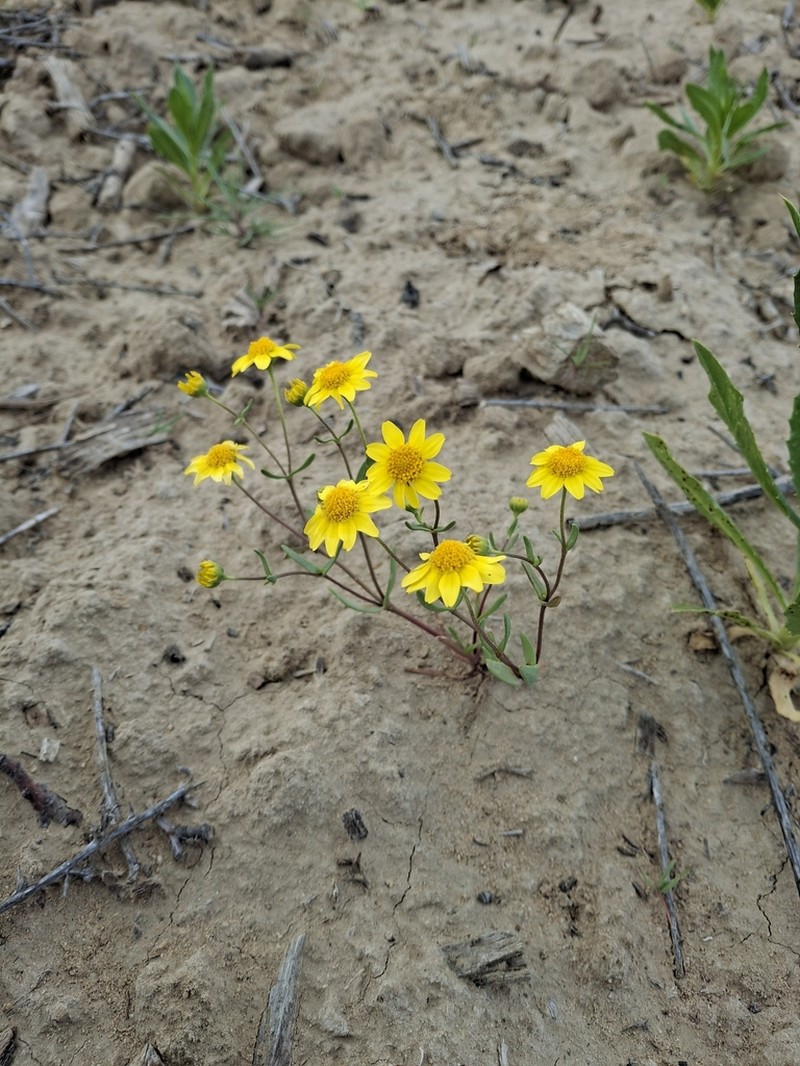 Ferris' Goldfields photo 3