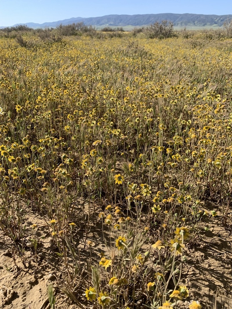 Ferris' Goldfields photo 8