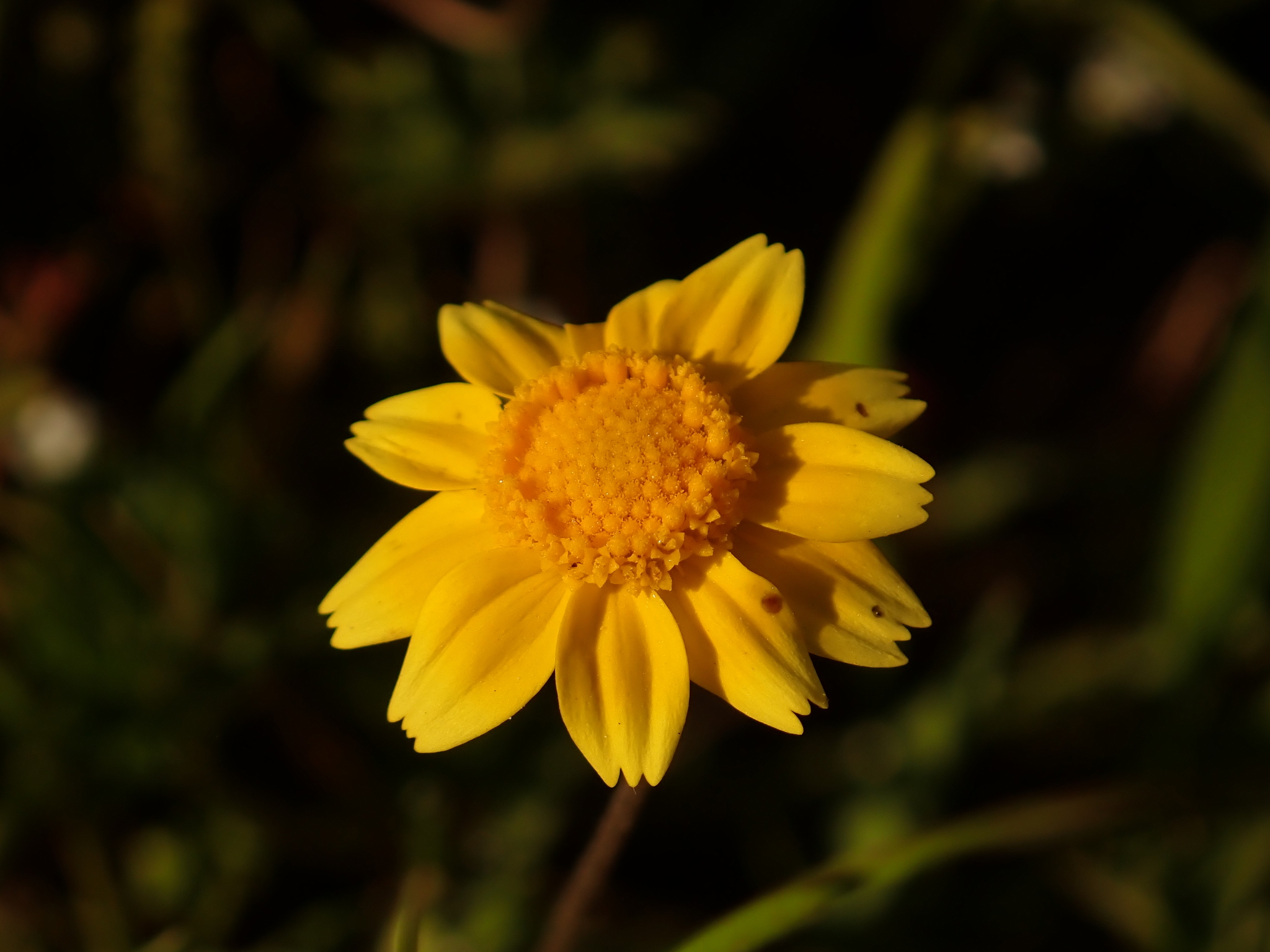 Fremont's Goldfields