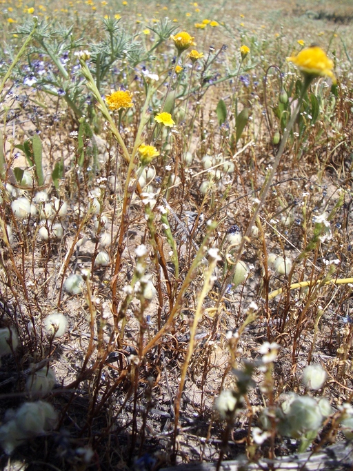 Fremont's Goldfields photo 2