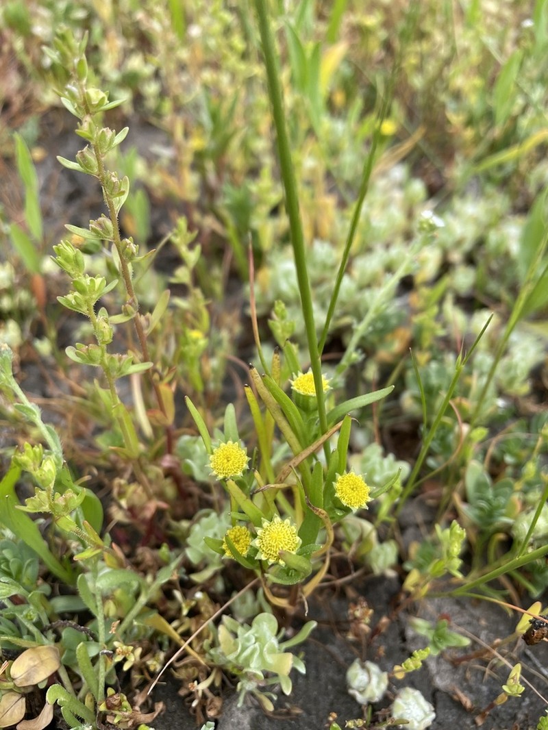 Smooth Goldfields photo 4