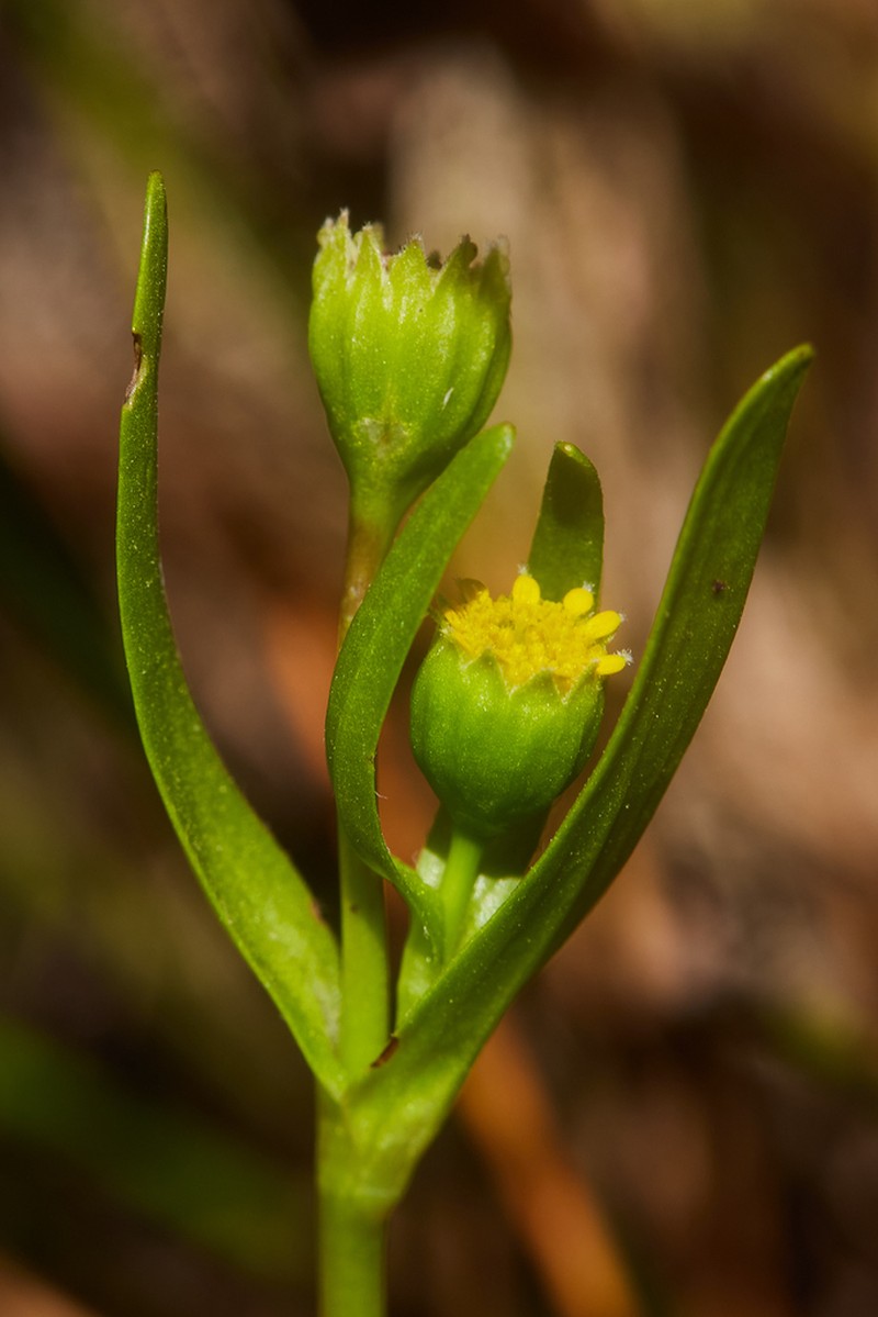 Smooth Goldfields photo 6
