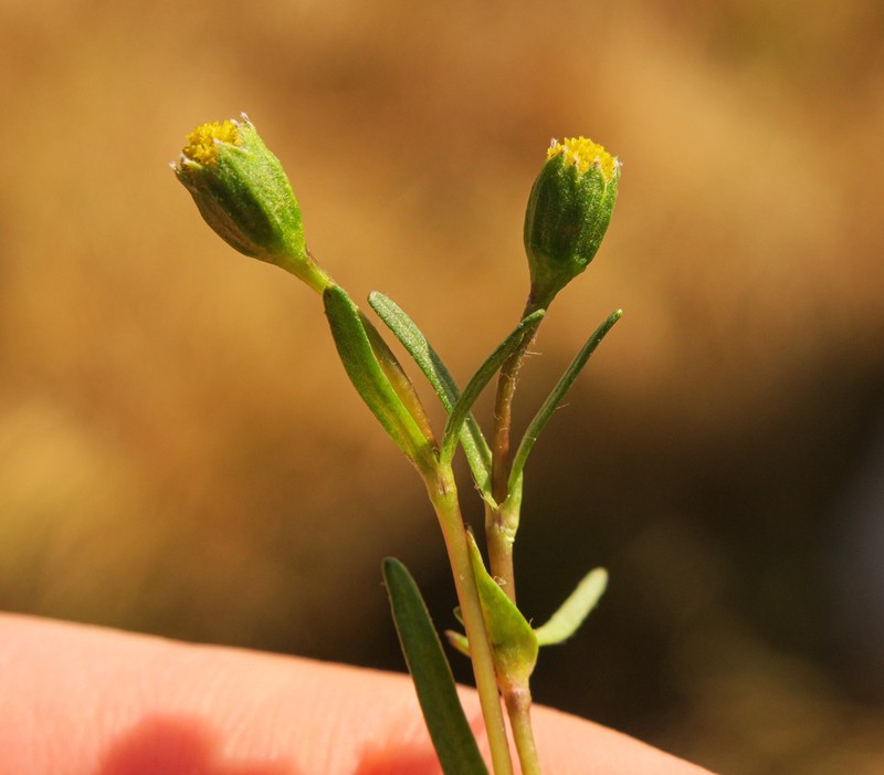 Smooth Goldfields photo 8