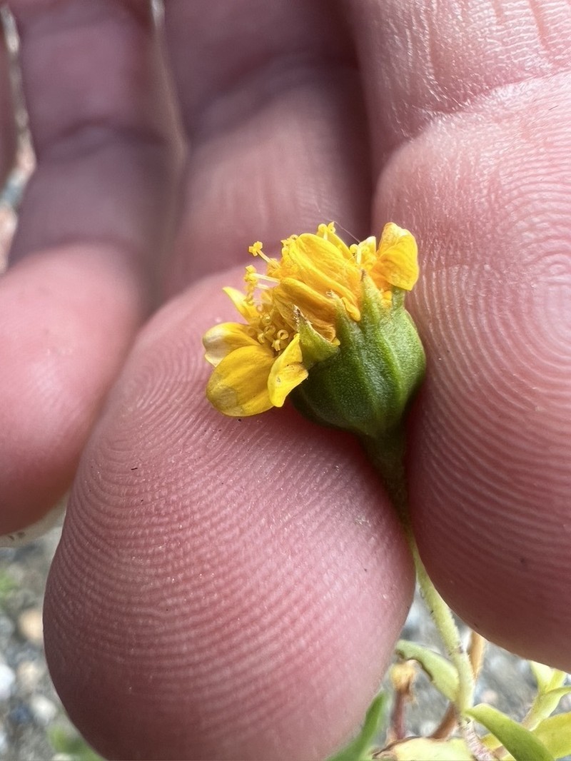 Yellowray Goldfields
