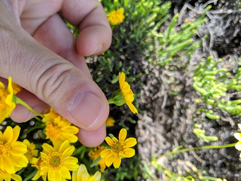 Yellowray Goldfields photo 2