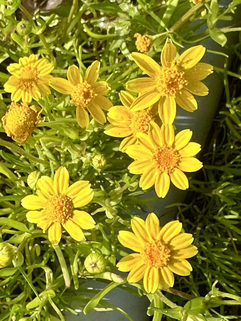 Yellowray Goldfields photo 3