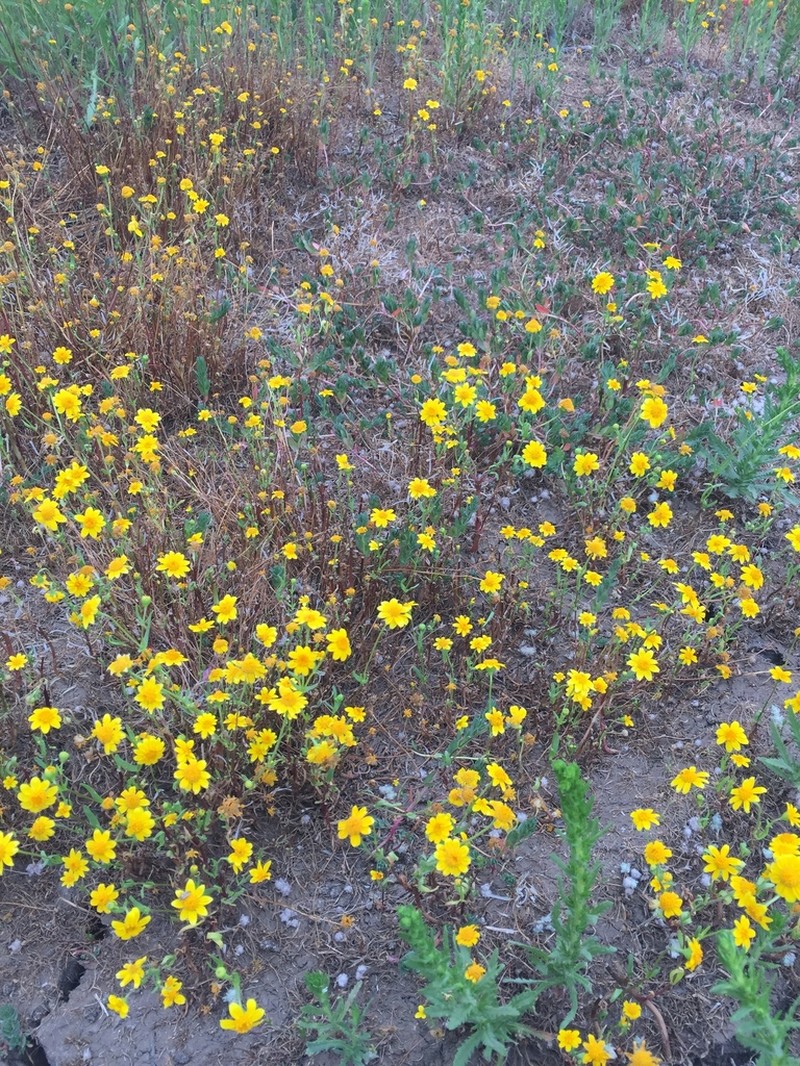 Yellowray Goldfields photo 4
