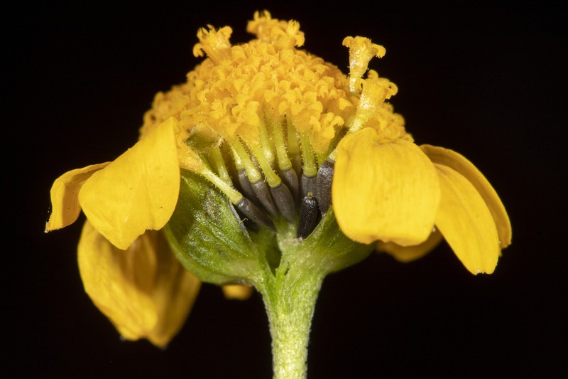 Yellowray Goldfields photo 5
