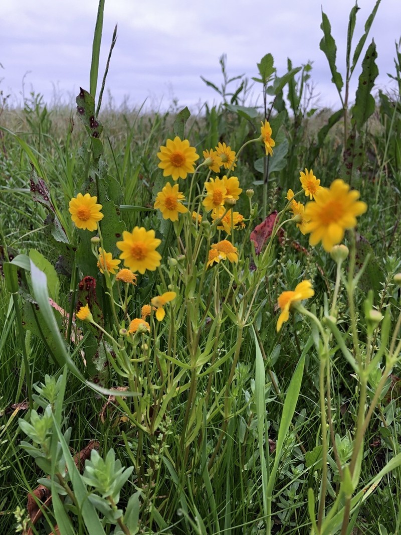 Yellowray Goldfields photo 7