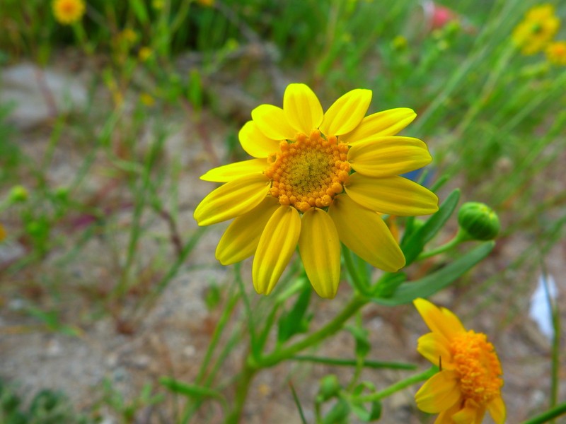Yellowray Goldfields photo 8