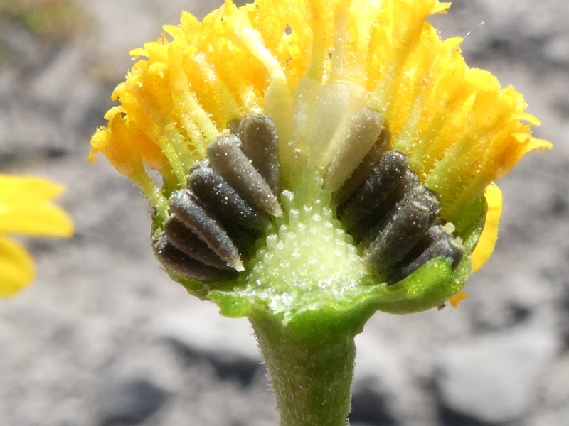 Lasthenia glabrata subsp. coulteri photo 2