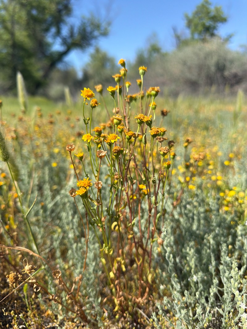 Lasthenia glabrata subsp. coulteri photo 3