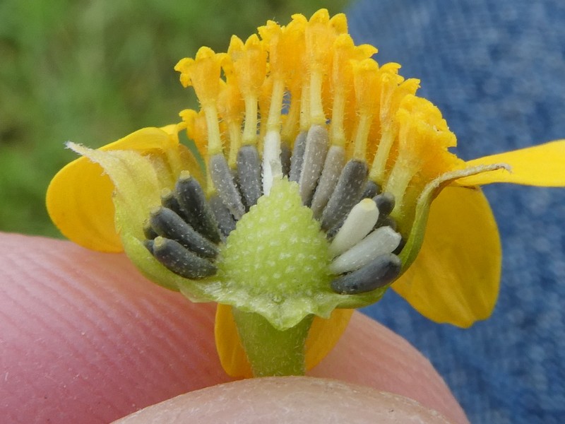 Lasthenia glabrata subsp. coulteri photo 4