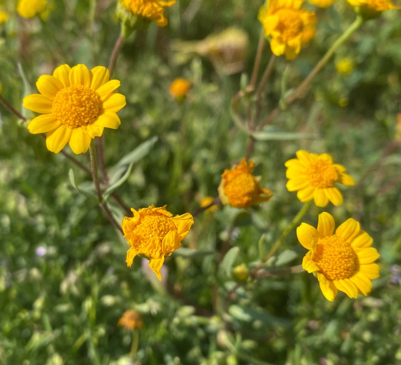 Lasthenia glabrata subsp. coulteri photo 5