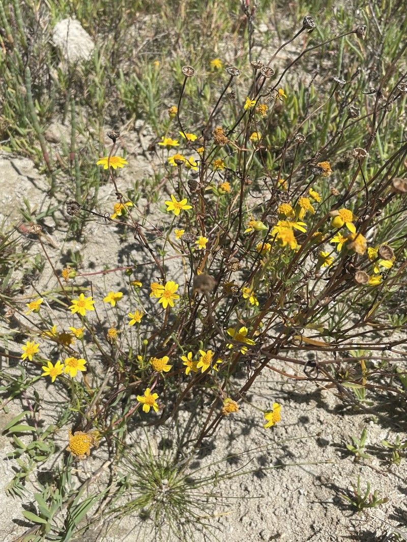 Lasthenia glabrata subsp. coulteri photo 6