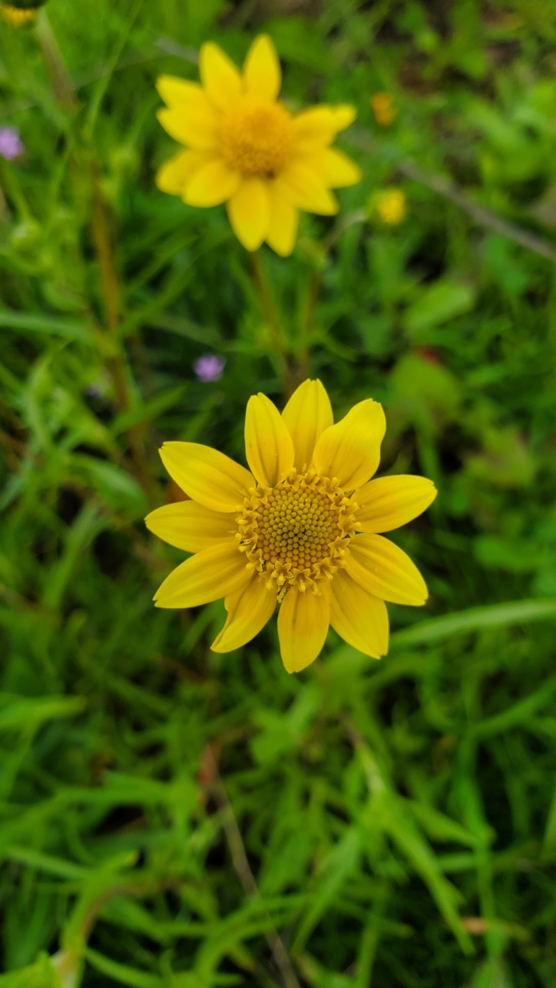 Lasthenia glabrata subsp. coulteri photo 8