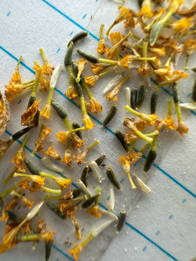 Lasthenia glabrata subsp. glabrata photo 2