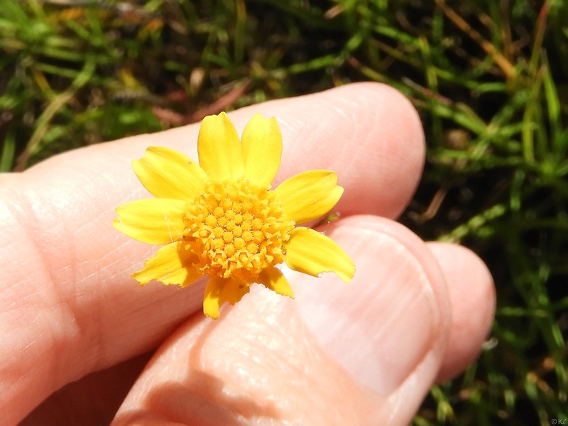 Lasthenia glabrata subsp. glabrata photo 3