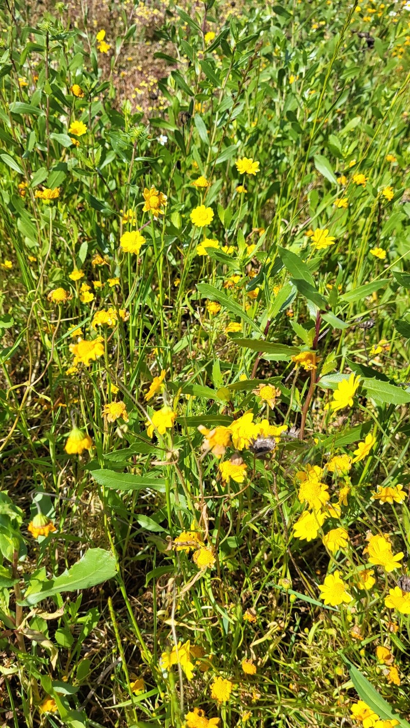 Lasthenia glabrata subsp. glabrata photo 4