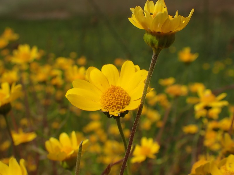 Lasthenia glabrata subsp. glabrata photo 8
