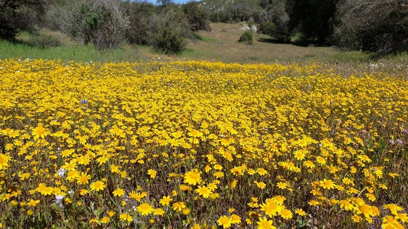 Needle Goldfields