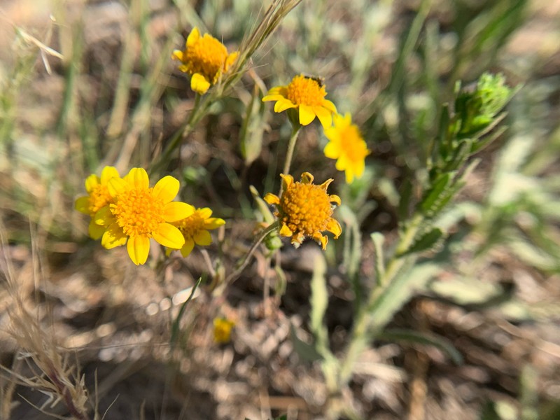 Needle Goldfields photo 2