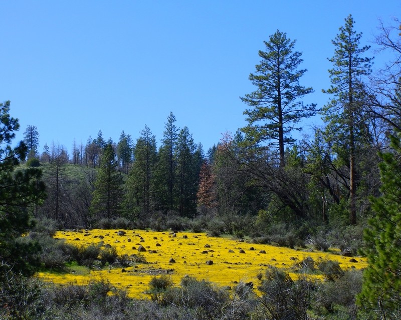 Needle Goldfields photo 4
