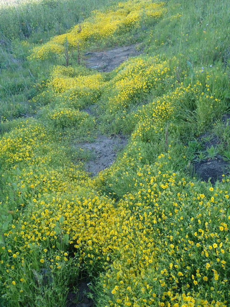 Needle Goldfields photo 6