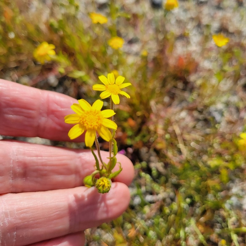 Needle Goldfields photo 7