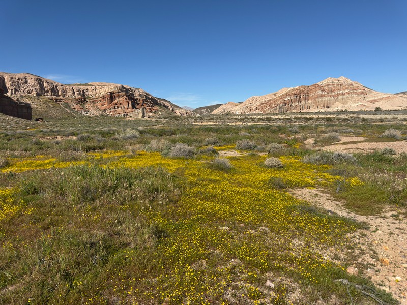 Needle Goldfields photo 8