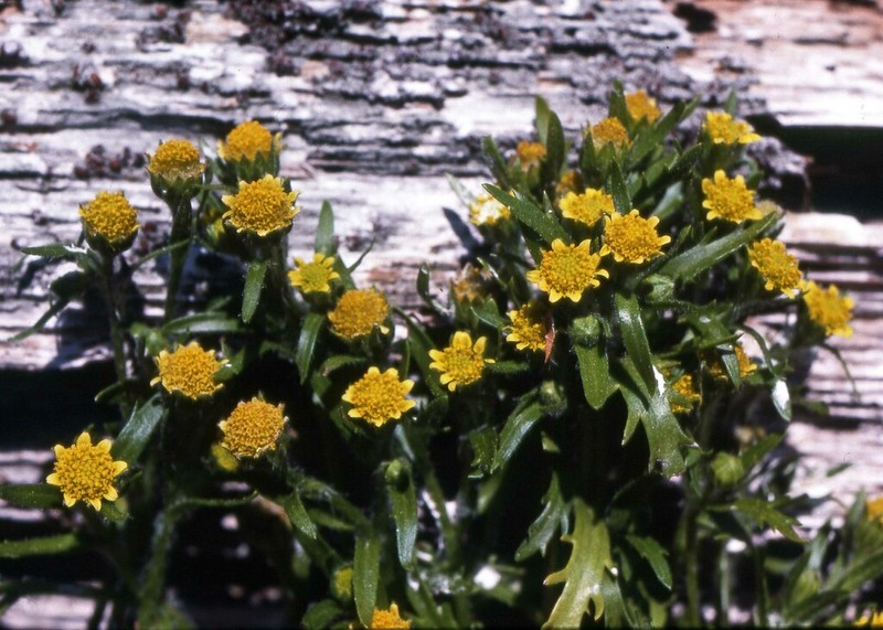 Seaside Goldfields photo 4