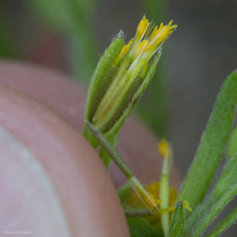 Smallray Goldfields photo 4