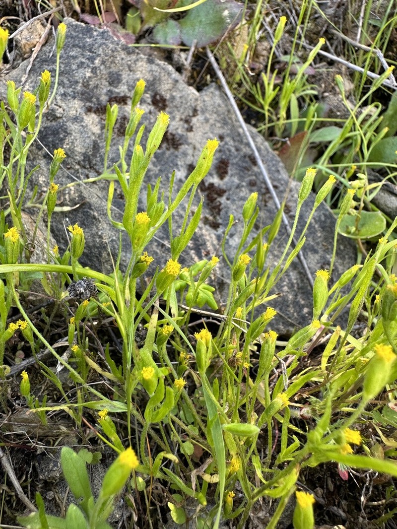 Smallray Goldfields photo 2
