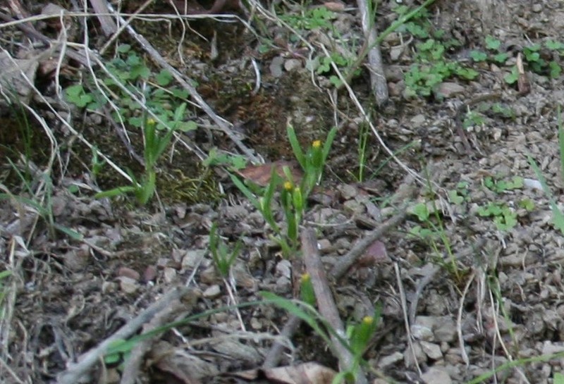 Smallray Goldfields photo 3