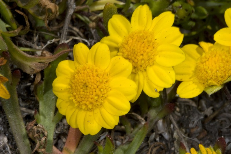 Coastal Goldfields photo 4