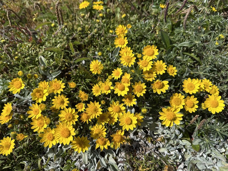 Ornduff's Goldfields