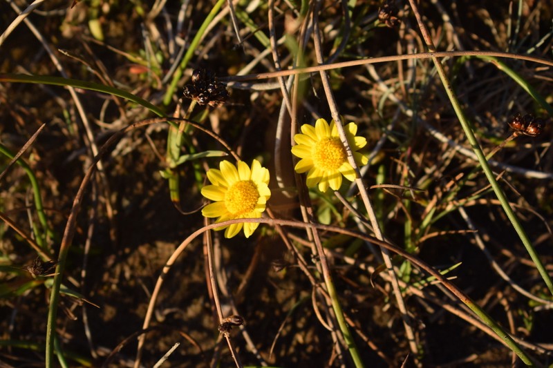 Ornduff's Goldfields photo 7