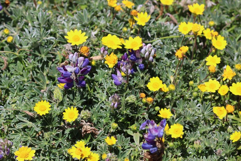 Ornduff's Goldfields photo 8