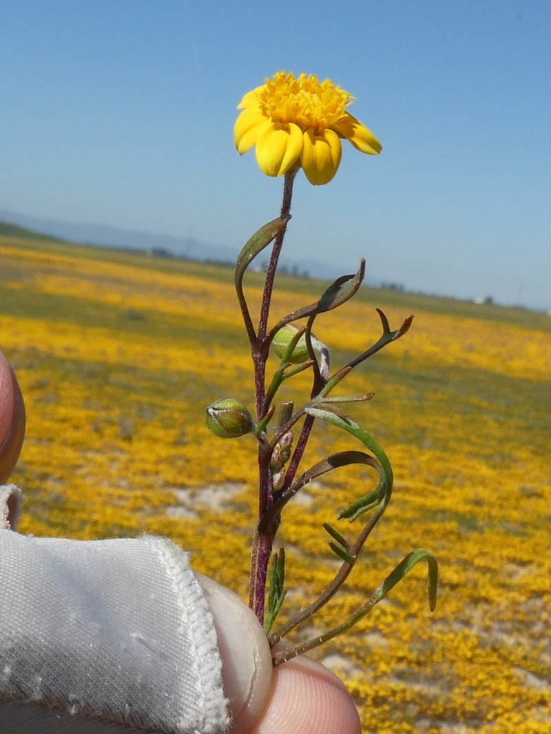 Alkali Goldfields photo 4