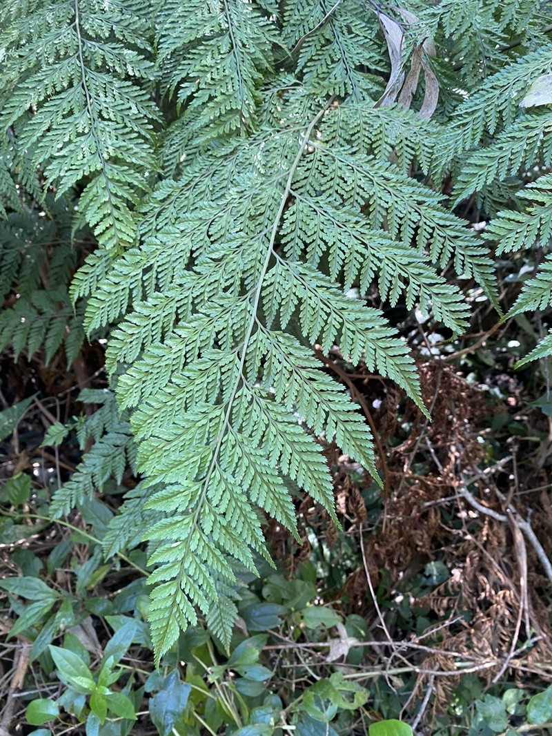 Lastreopsis amplissima