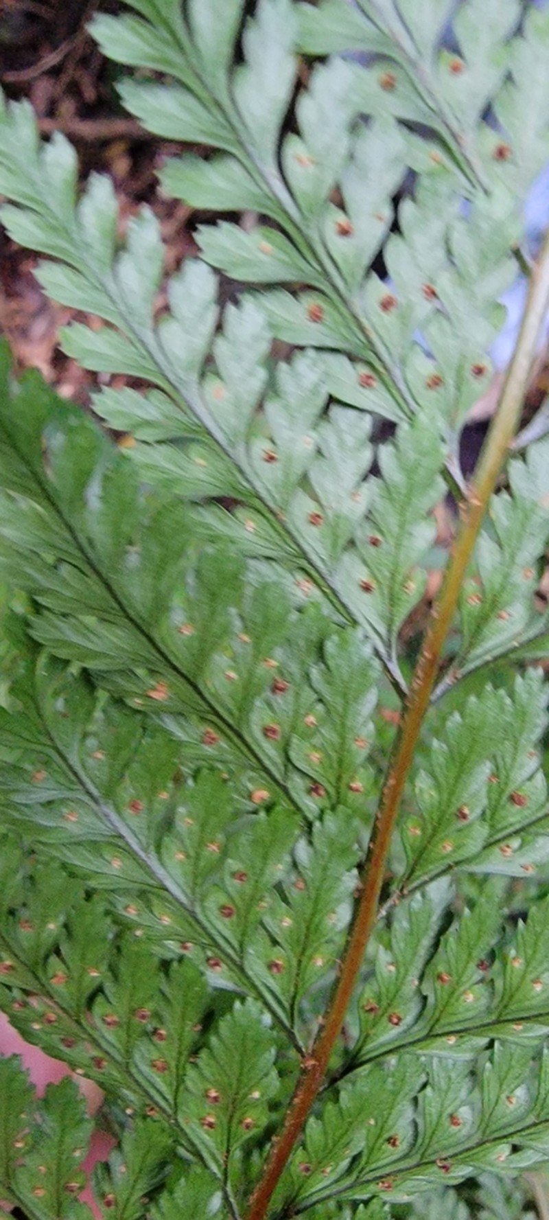 Lastreopsis amplissima photo 2