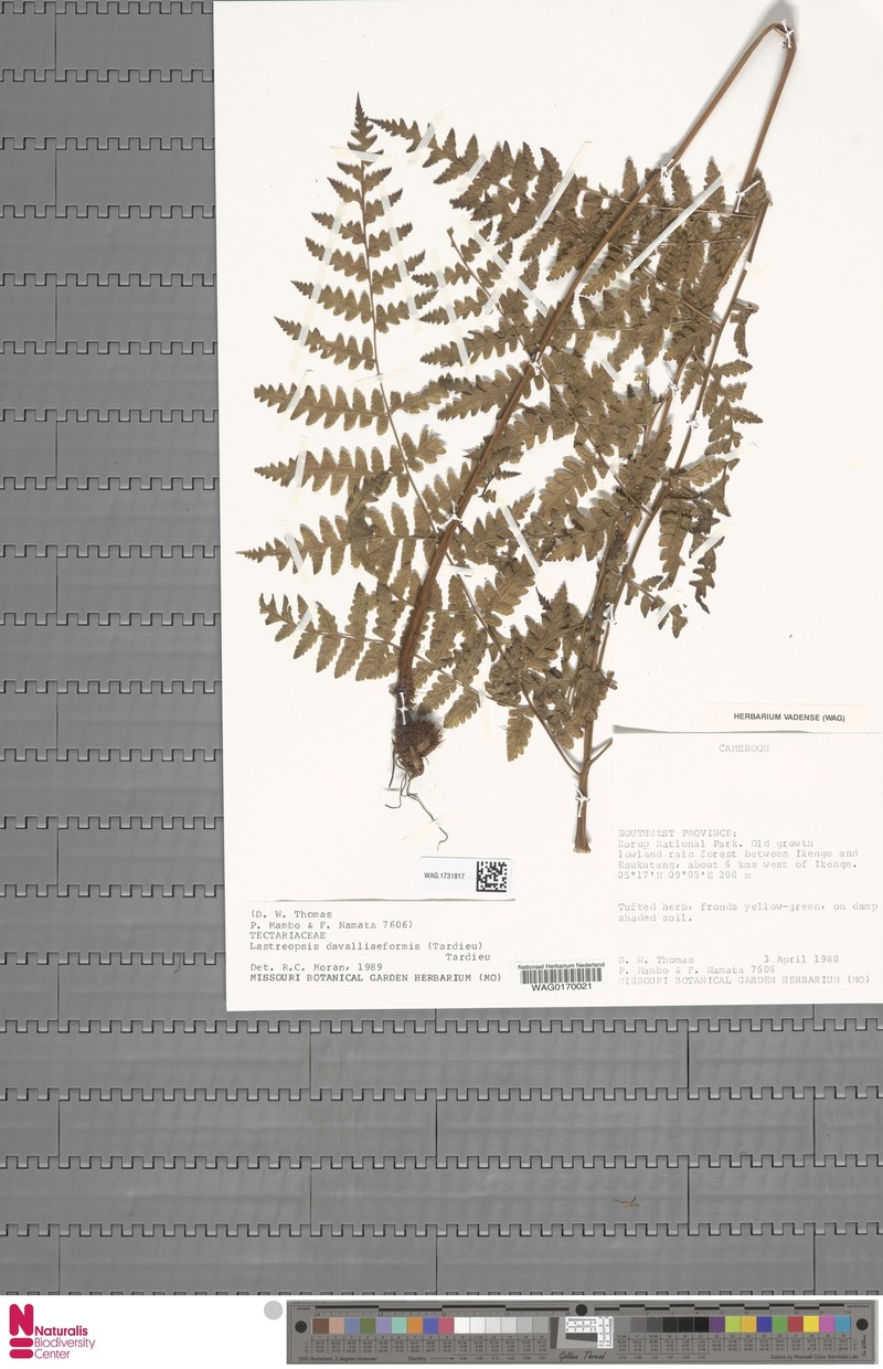 Lastreopsis davalliiformis