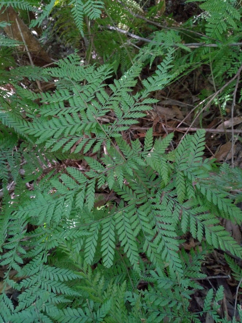 Lastreopsis decomposita