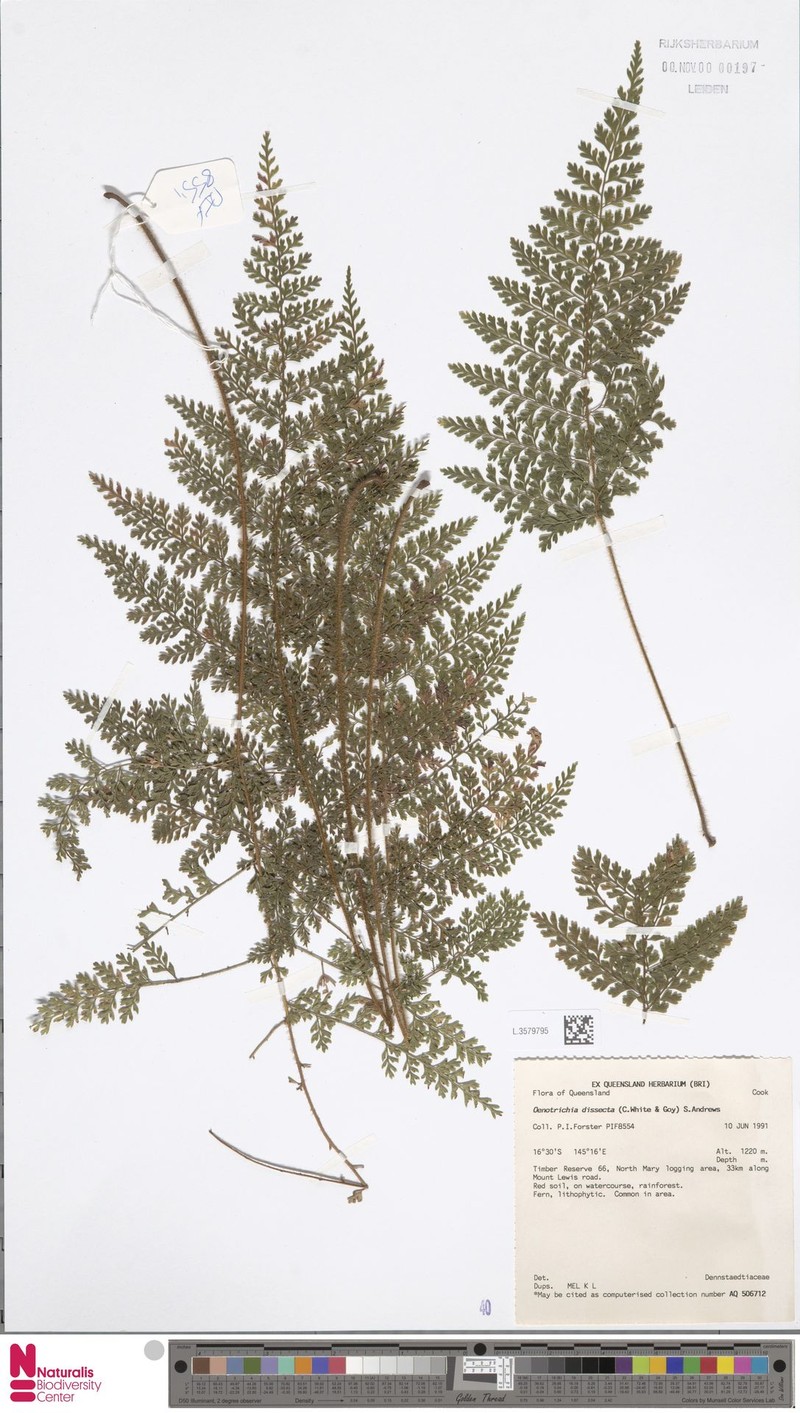 Lastreopsis dissecta