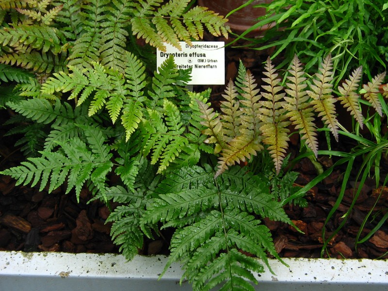 False Shieldfern photo 3