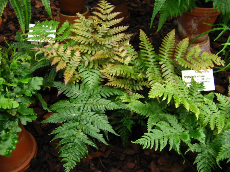 False Shieldfern photo 4